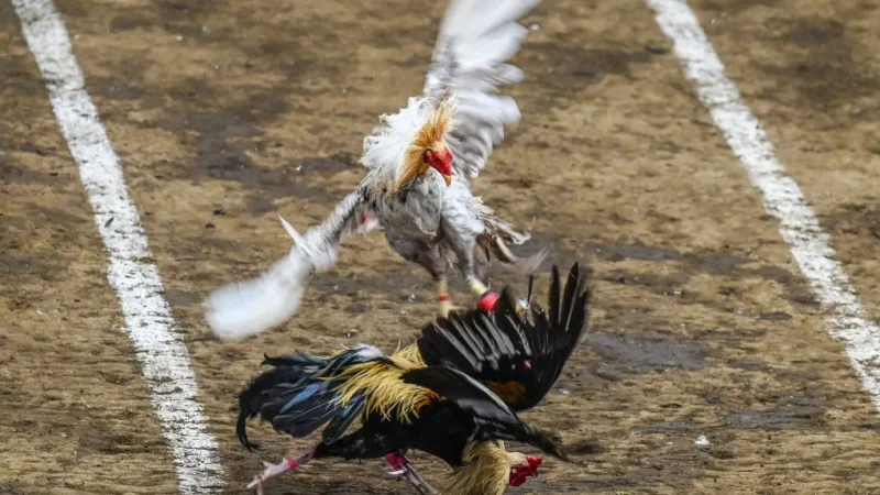 Online Sabong Live Derby Cockfighting Stream and Wagering Interface